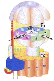 describe how the proton gradient drives atp synthesis